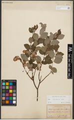 Foto von Salix starkeana Willd.
